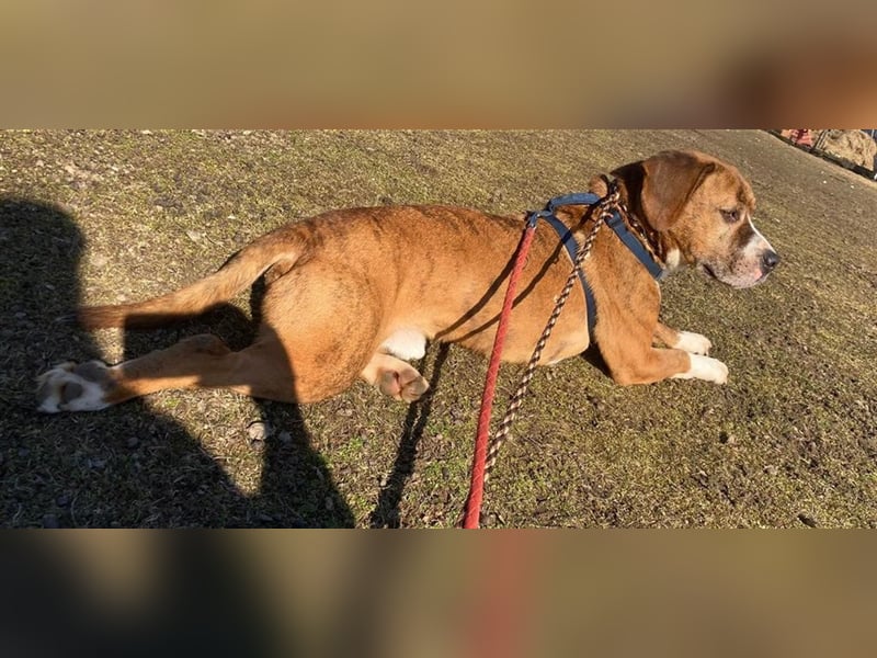 ROCCO - EIN KLEINER CHARMEUR