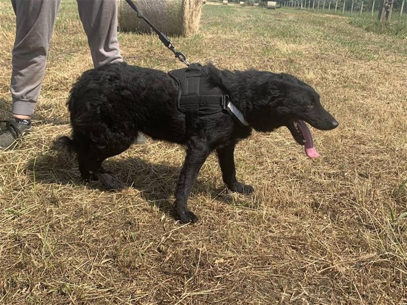 Pumukli, bezaubernde zutrauliche Lakritznase