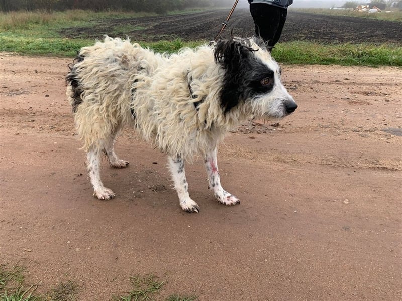 Eddy, schüchterne liebevolle Lakritznase, verträglich mit Artgenossen