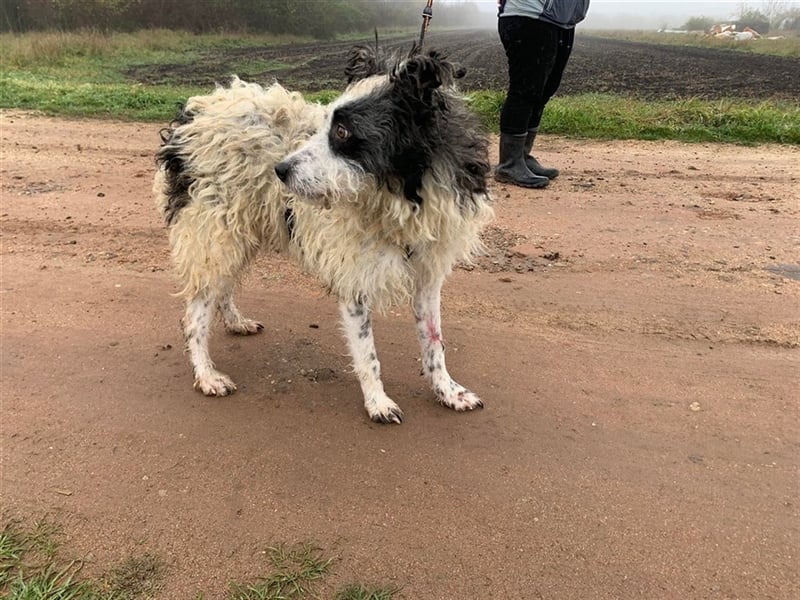 Eddy, schüchterne liebevolle Lakritznase, verträglich mit Artgenossen