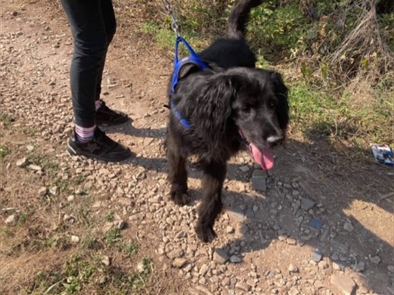 ZORRO – braucht erfahrene Hände