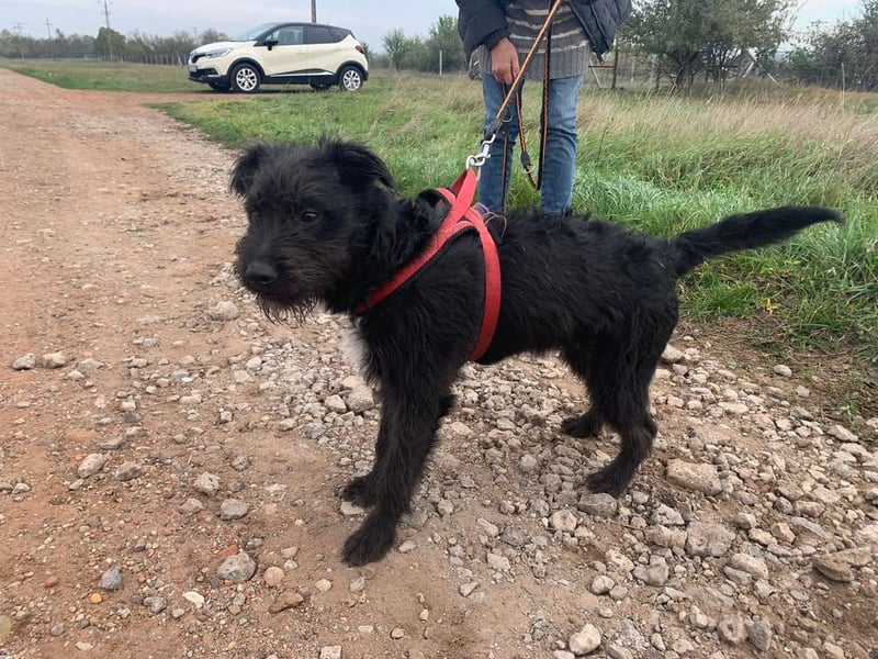 Zola wartet genau auf DIch