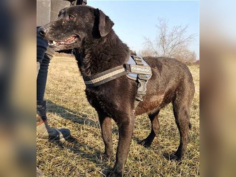 BENI, süßer Schmuser sucht kuschelfreudige Familie