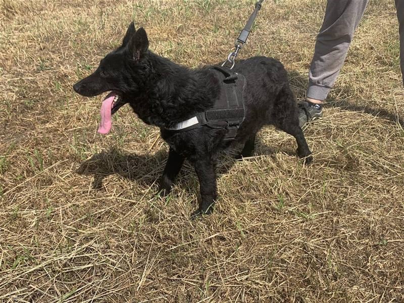 Pumukli, bezaubernde zutrauliche Lakritznase