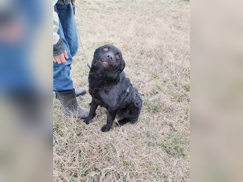 Boomer, hübsche Lakritznase sucht Für-immer-Zuhause