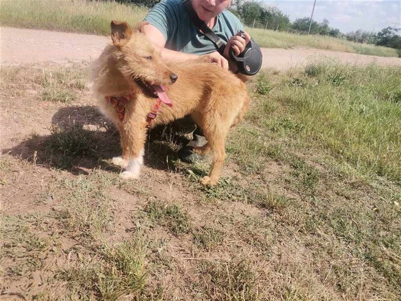 Eperke, verschmust und anhänglich