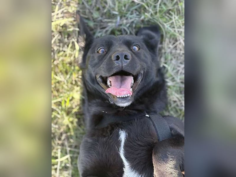 Mila sucht Deine Hilfe