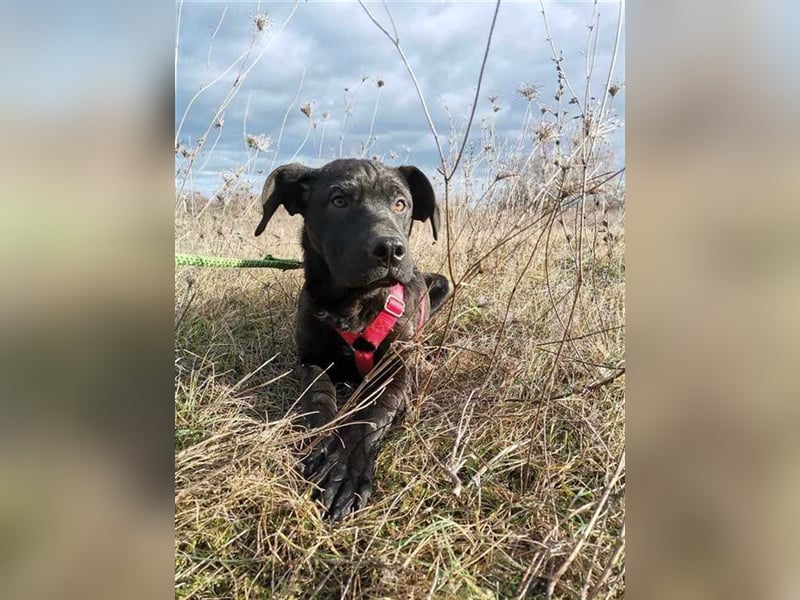 Snickers, süße Lakritznase sucht kuscheliges Körbchen