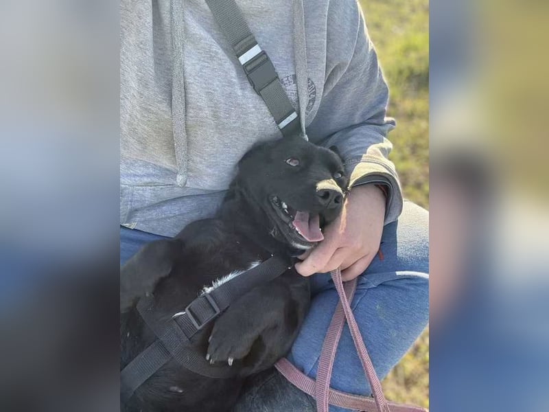 Mila sucht Deine Hilfe