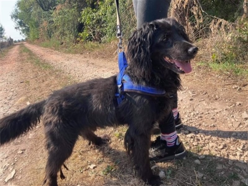 ZORRO – braucht erfahrene Hände