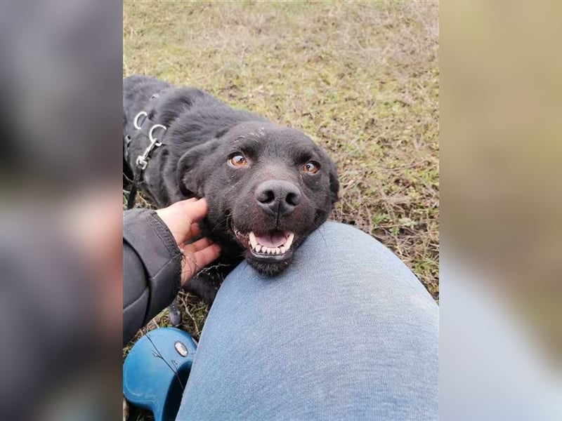 Boomer, hübsche Lakritznase sucht Für-immer-Zuhause