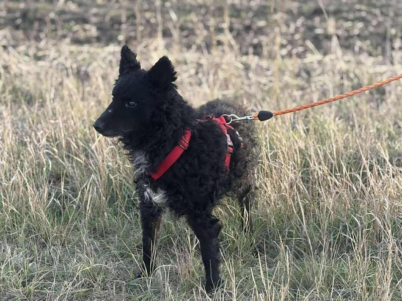Bogar - ein Herz auf vier Pfoten sucht ein neues Zuhause.