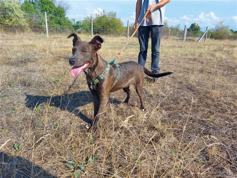 Nina, Fellnase sucht kuscheliges Körbchen (mit Videos)