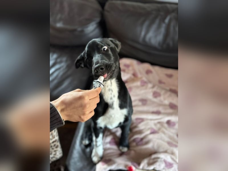 Tito such ein Für-immer-Zuhause