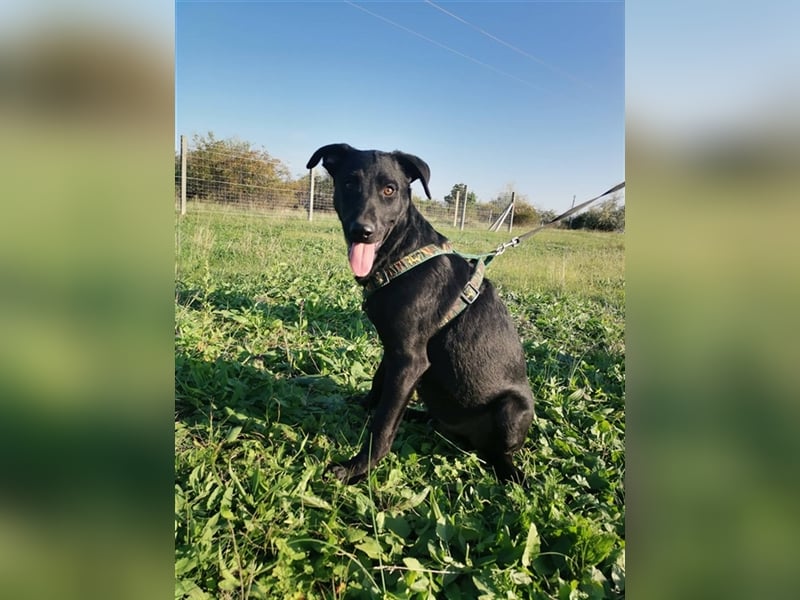 Forest, sucht eine liebevolle Familie