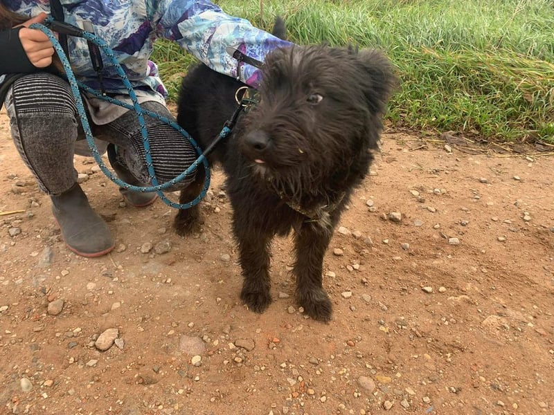 Ziczac wartet genau auf DIch