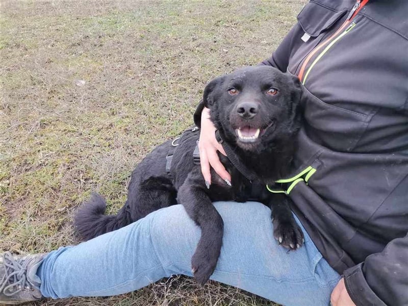 Boomer, hübsche Lakritznase sucht Für-immer-Zuhause