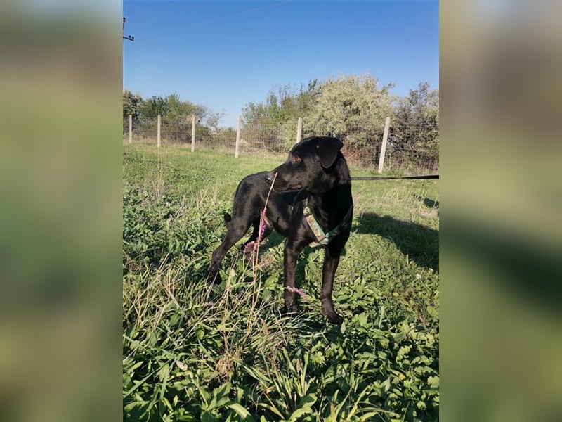 Forest, sucht eine liebevolle Familie