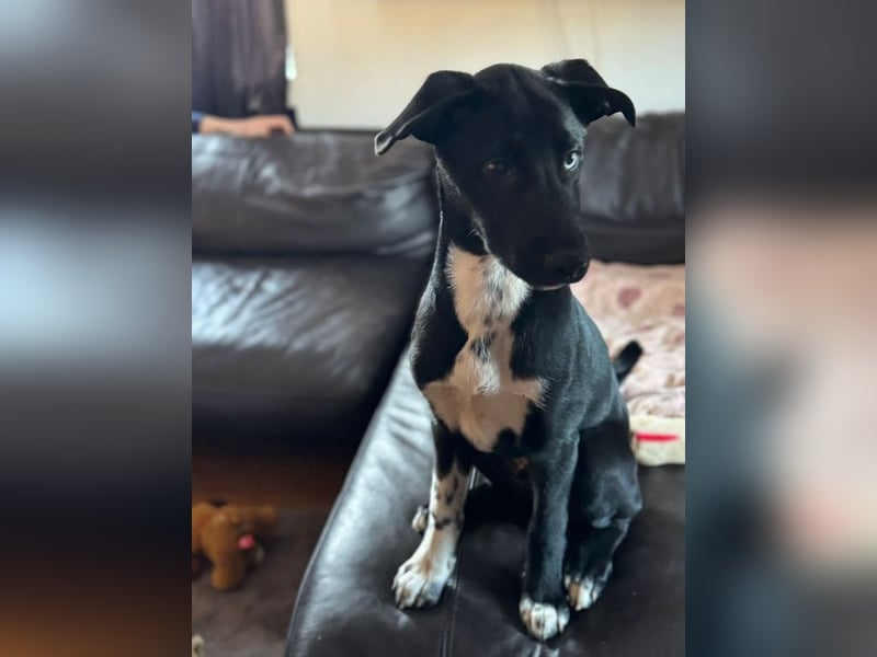 Tito such ein Für-immer-Zuhause