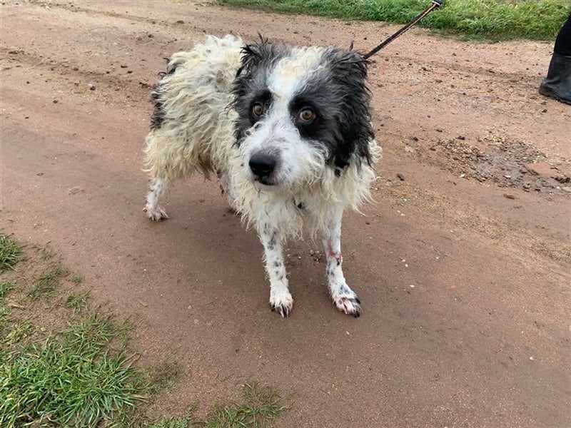 Eddy, schüchterne liebevolle Lakritznase, verträglich mit Artgenossen