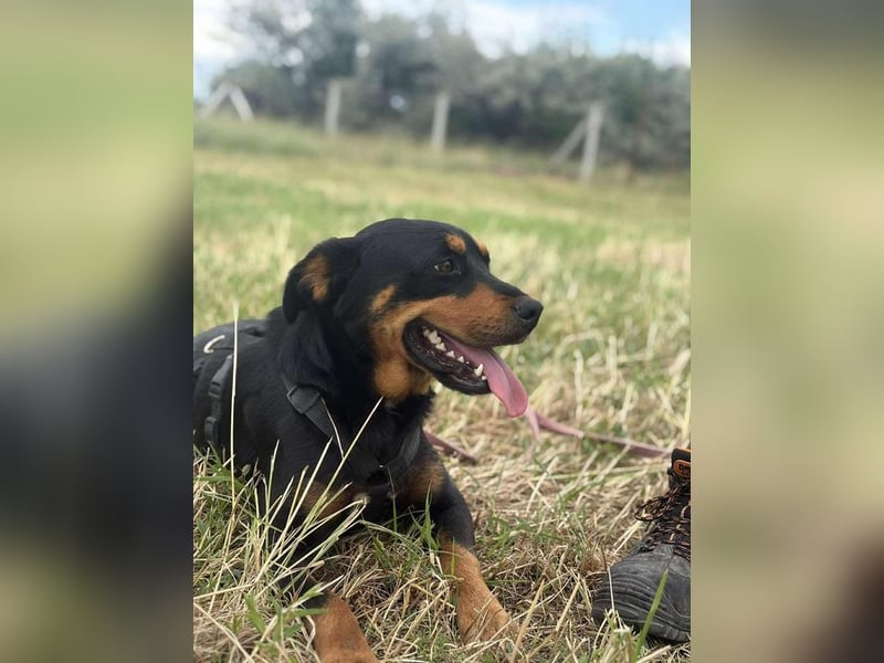 Kannst Du Dolly Sicherheit geben?