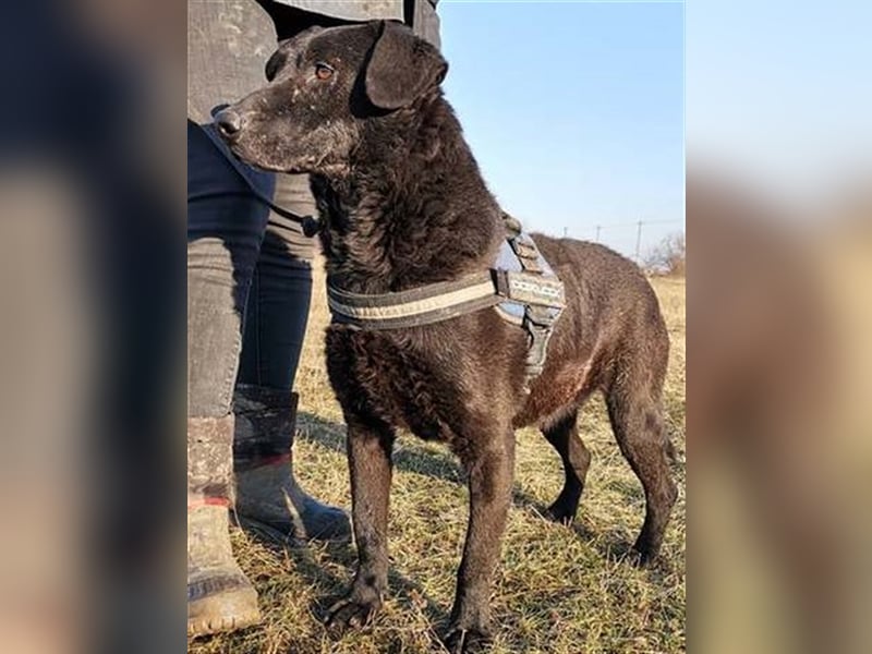 BENI, süßer Schmuser sucht kuschelfreudige Familie