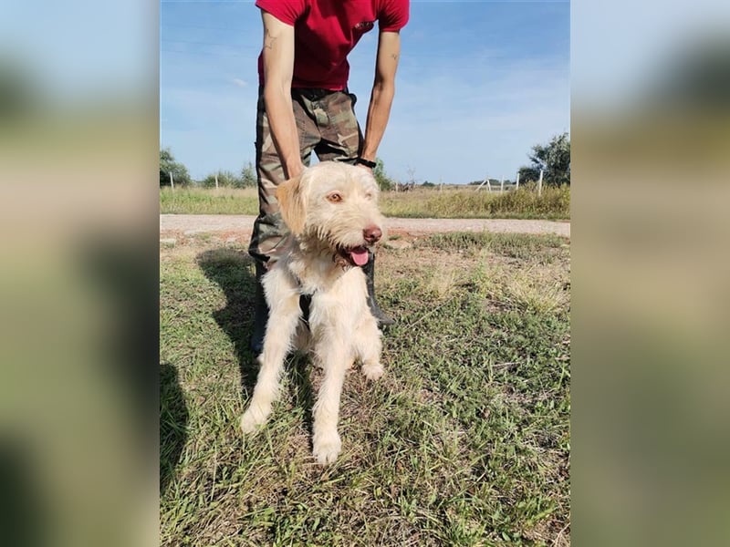 Kökény, hat sein Köfferchen schon gepackt