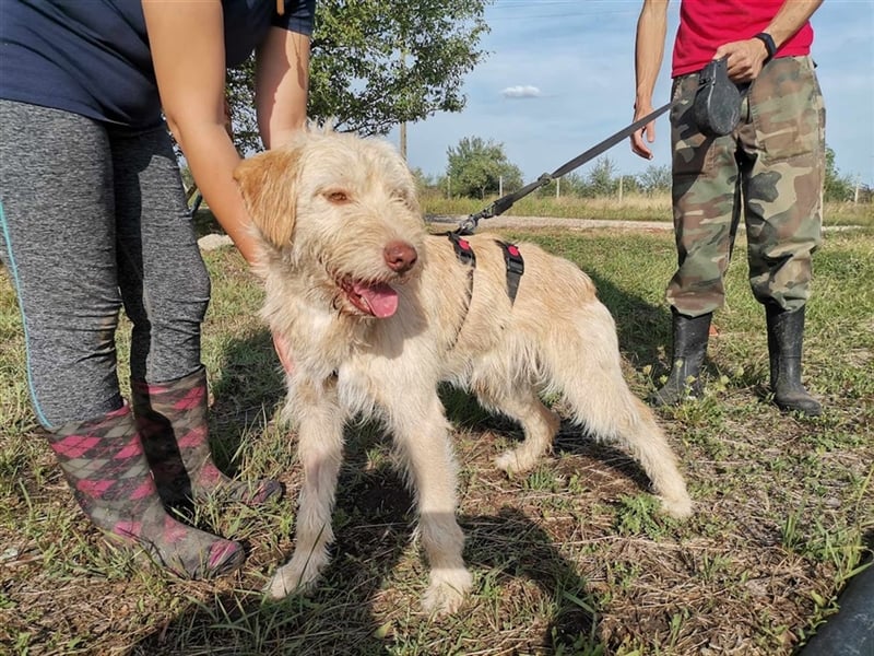 Kökény, hat sein Köfferchen schon gepackt