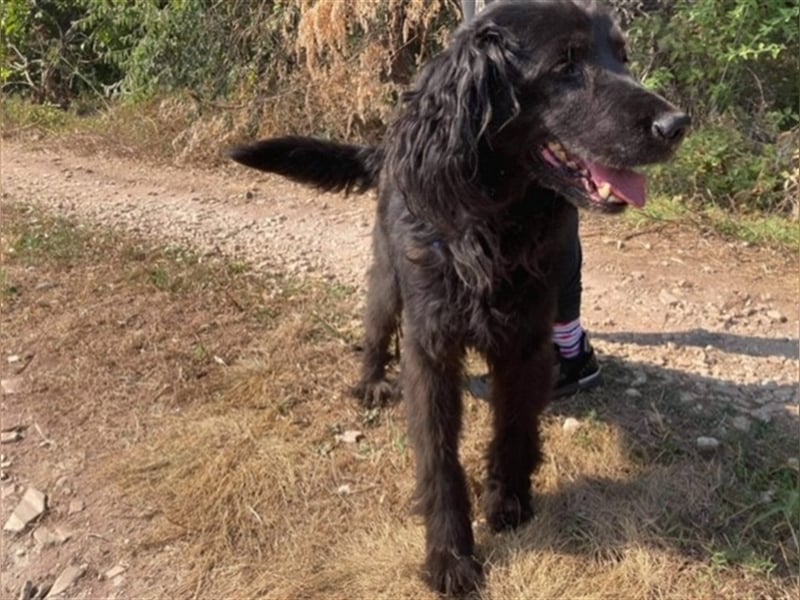 ZORRO – braucht erfahrene Hände