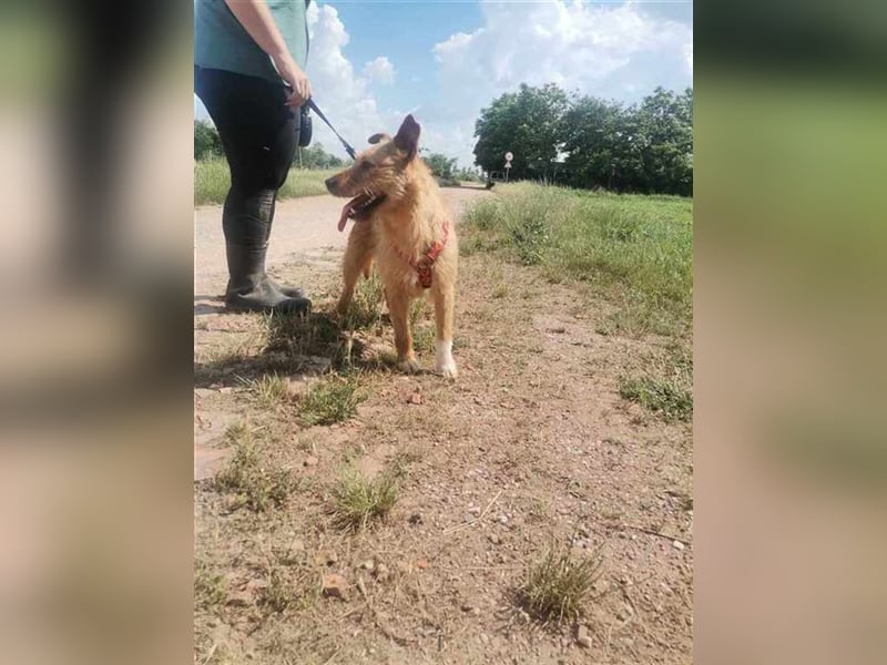 Eperke, verschmust und anhänglich