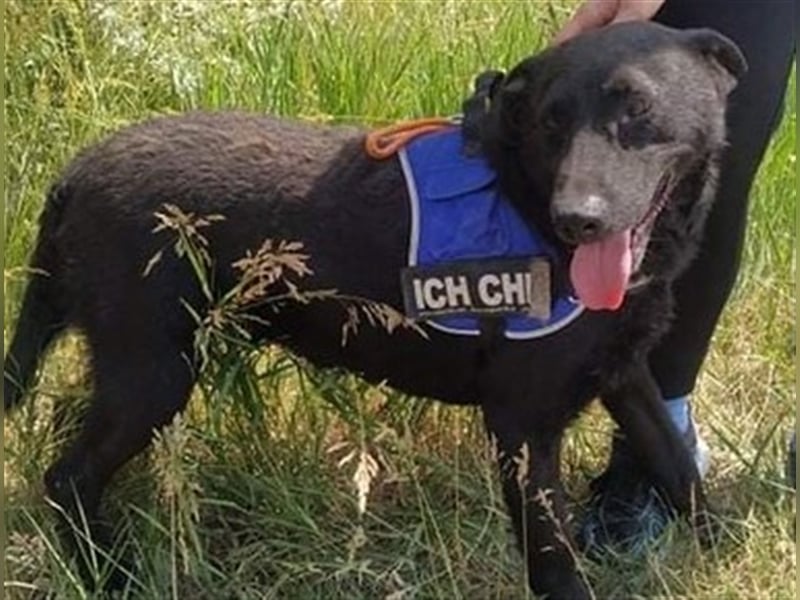 BENI, süßer Schmuser sucht kuschelfreudige Familie