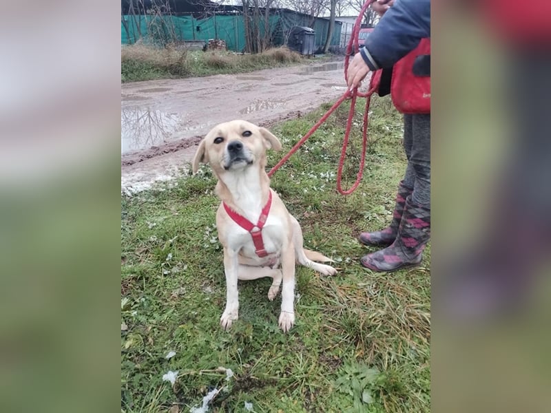 Indigo, sucht liebe und aktive Familie