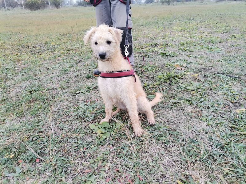 Ziggy wartet genau auf DIch