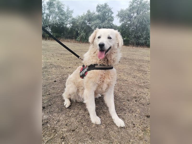 Matrona – sehr menschenbezogene hübsche Maus