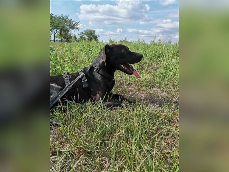 Snickers, süße Lakritznase sucht kuscheliges Körbchen