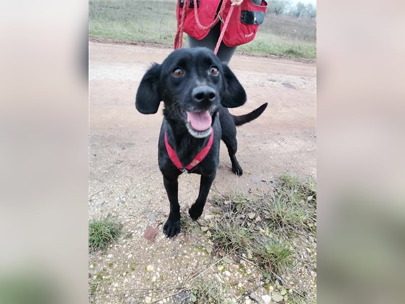 Dana, Besitzer verstorben nun ist die arme Maus wieder im Tierheim