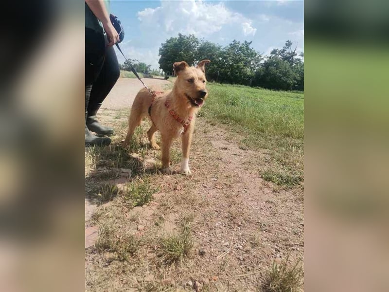 Eperke, verschmust und anhänglich