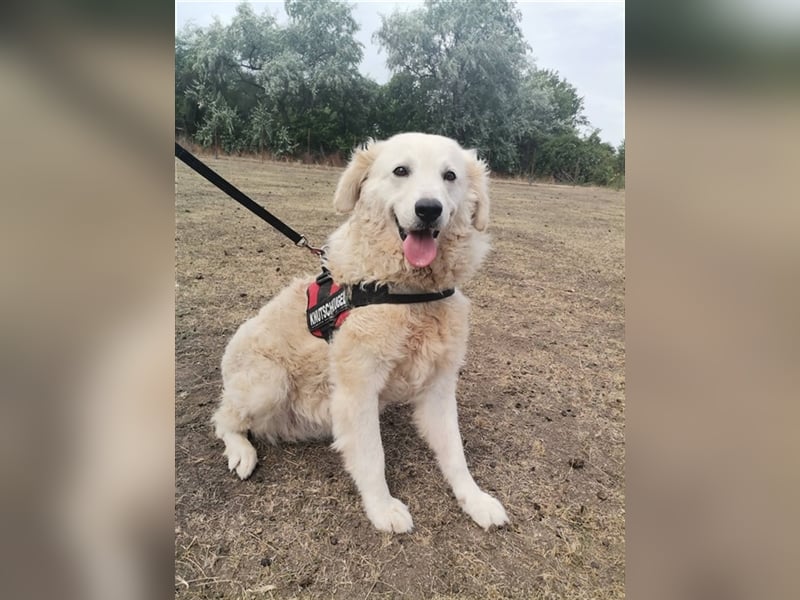 Matrona – sehr menschenbezogene hübsche Maus