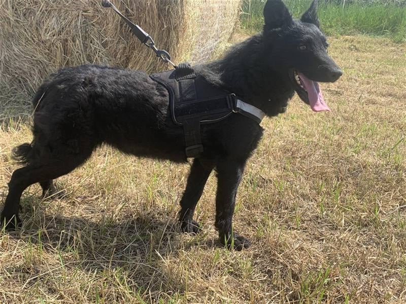 Pumukli, bezaubernde zutrauliche Lakritznase