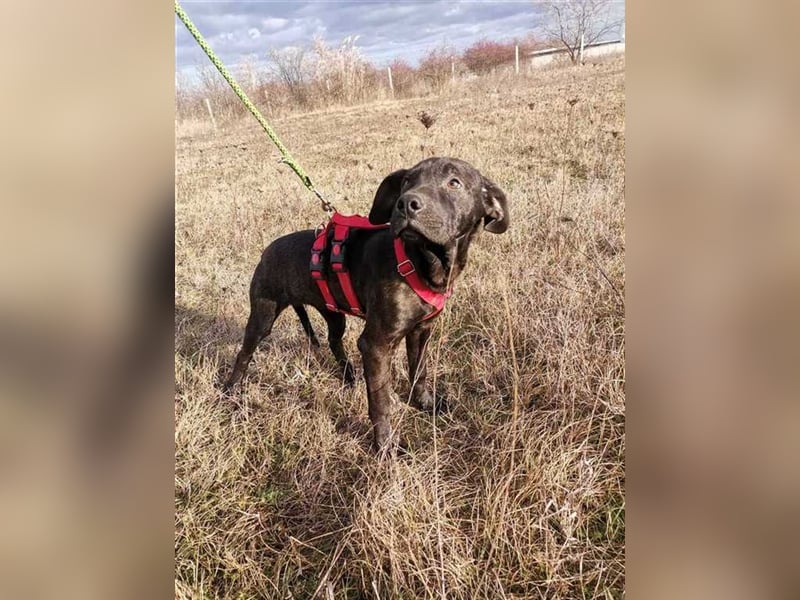 Snickers, süße Lakritznase sucht kuscheliges Körbchen