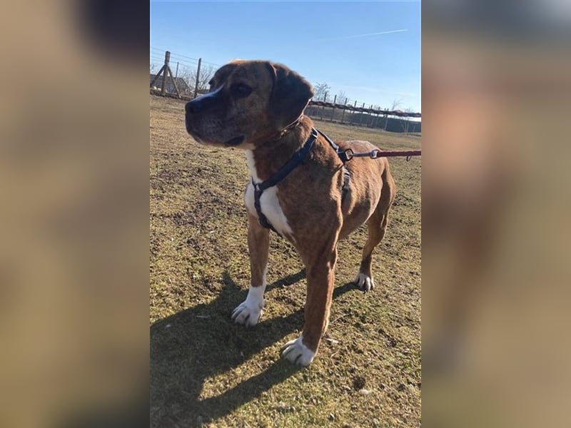 ROCCO - EIN KLEINER CHARMEUR