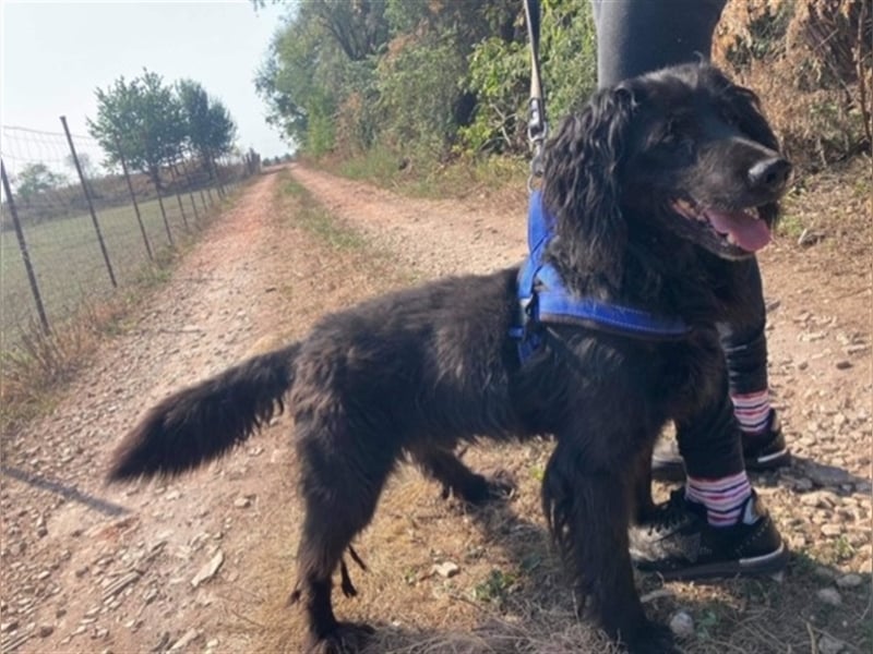 ZORRO – braucht erfahrene Hände