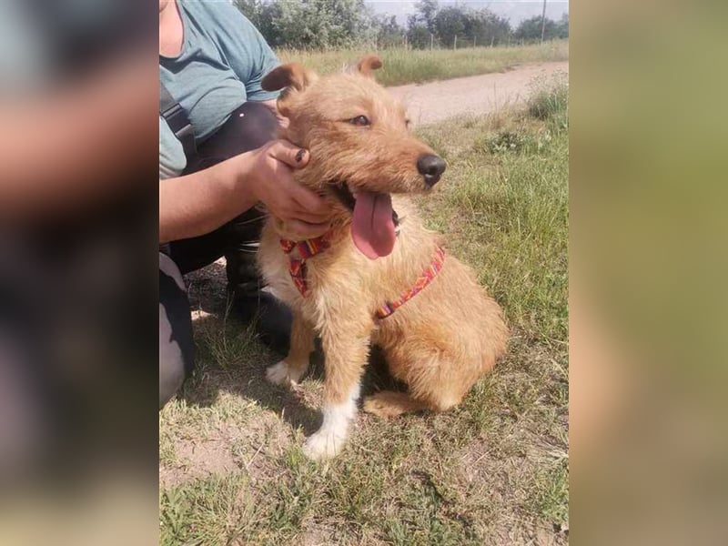 Eperke, verschmust und anhänglich