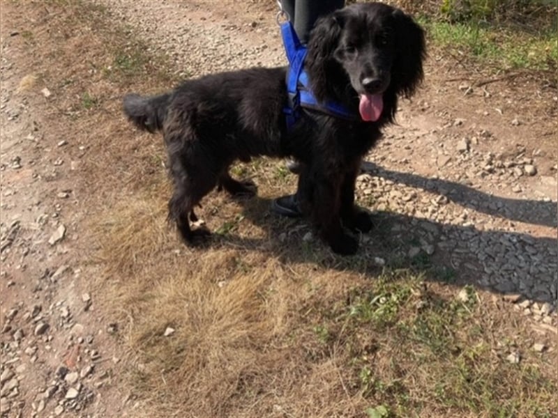 ZORRO – braucht erfahrene Hände