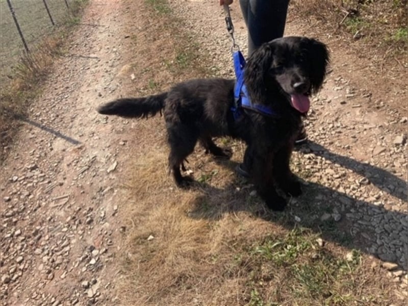 ZORRO – braucht erfahrene Hände