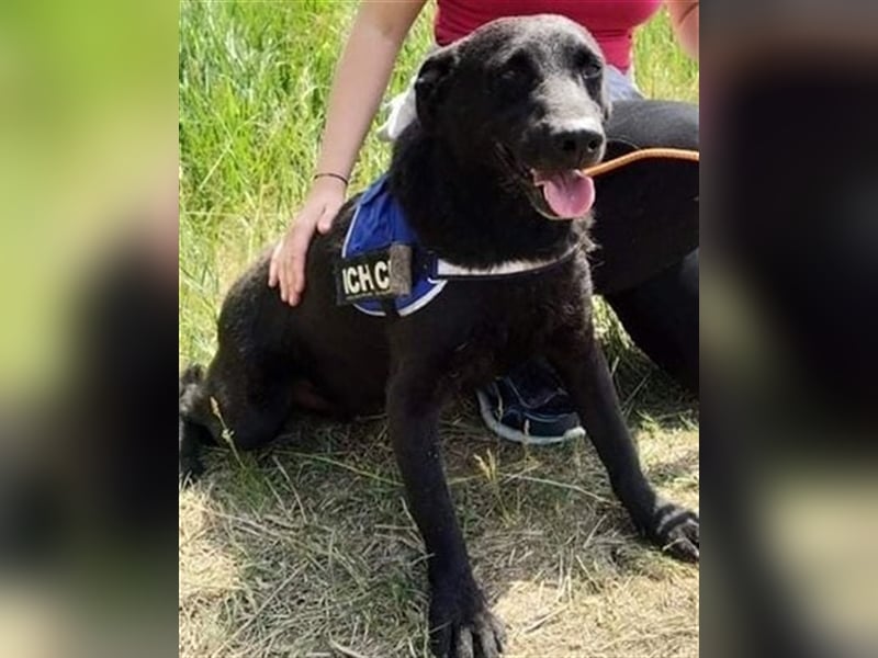 BENI, süßer Schmuser sucht kuschelfreudige Familie