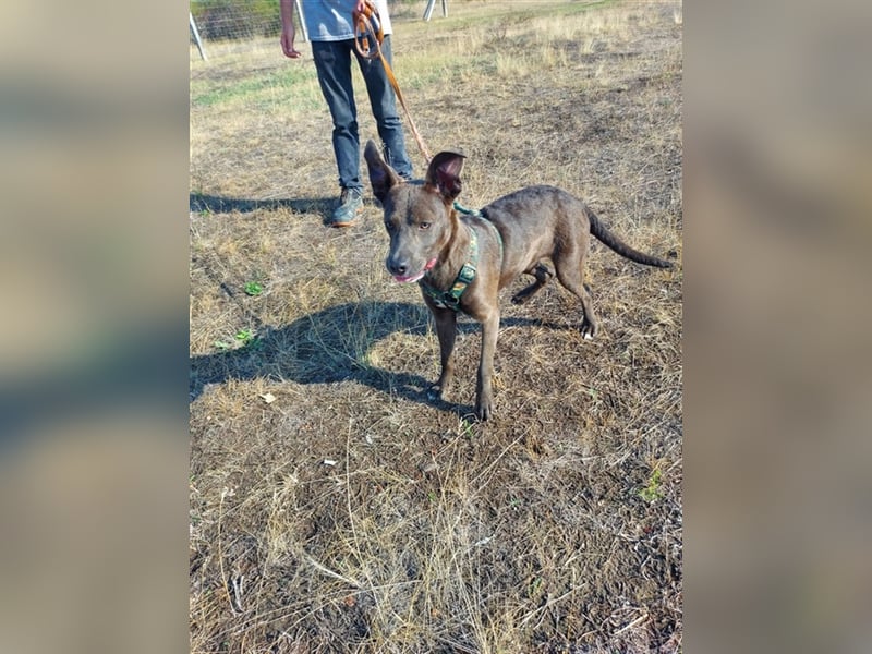 Nina, Fellnase sucht kuscheliges Körbchen (mit Videos)