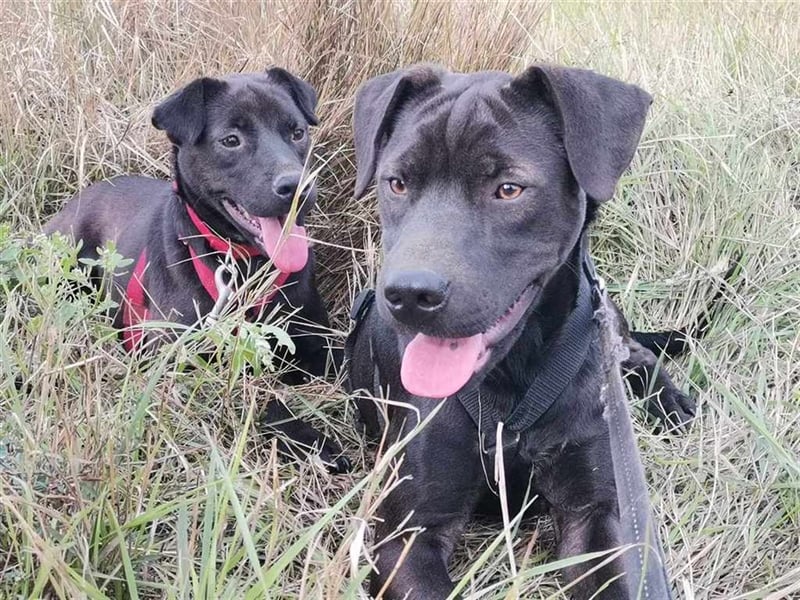 Snickers, süße Lakritznase sucht kuscheliges Körbchen