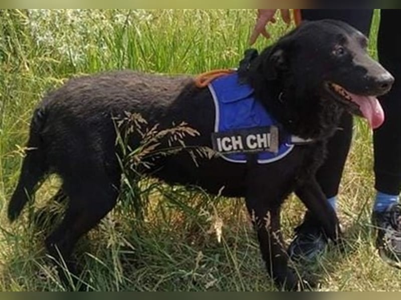 BENI, süßer Schmuser sucht kuschelfreudige Familie