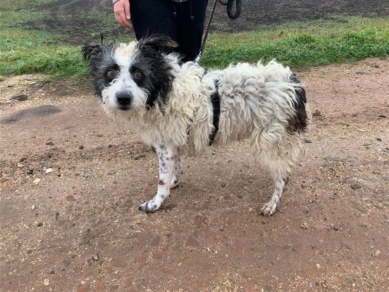Eddy, schüchterne liebevolle Lakritznase, verträglich mit Artgenossen